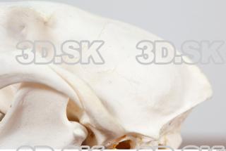 Skull photo reference 0072